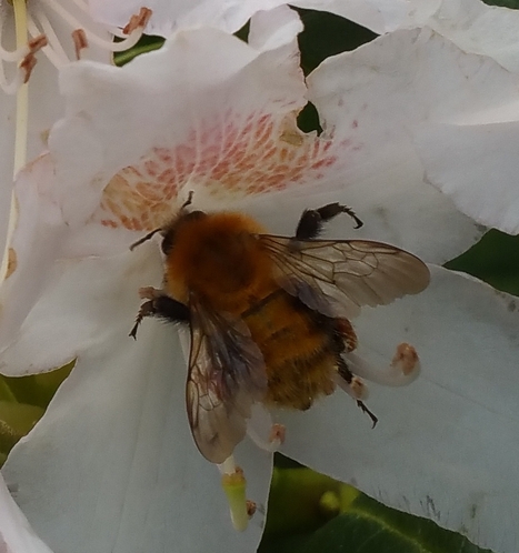 À la découverte des abeilles sauvages au Chambon-sur-Lignon (Haute-Loire) le 11 juillet | Variétés entomologiques | Scoop.it