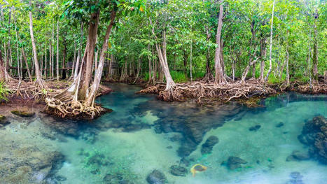 Mangroves, marais salés, herbiers sous-marins et phytoplancton : quatre trésors pour lutter contre le réchauffement climatique - Science & Vie | Biodiversité | Scoop.it