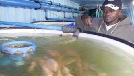Capetonian Starts Fish Farm In Shipping Containers | Coastal Restoration | Scoop.it