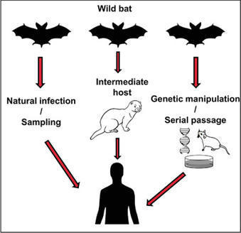 The genetic structure of SARS‐CoV‐2 is consistent with both natural or laboratory origin | Covid-19, SARS-Cov-2, vaccines, Remdesivir, Chloroquine...and all that Jazz | Scoop.it