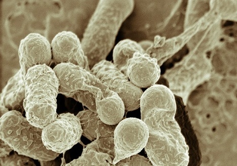 Mixed bacterial communities evolve to share resources, not compete | Science News | Scoop.it