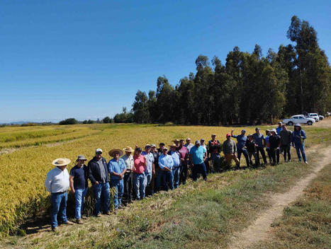LATIN AMERICA: Arroz Resiliente del Futuro para ALC | SRI Global News ++ March - May 2025    System of Rice Intensification (SRI) | Scoop.it