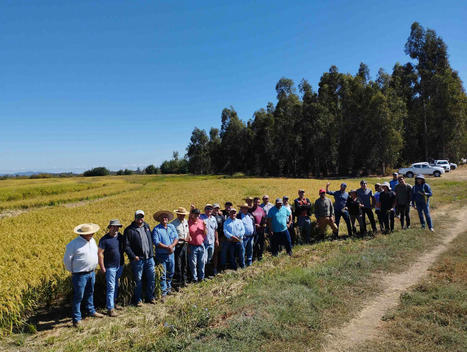 LATIN AMERICA: Arroz Resiliente del Futuro para ALC | SRI Global News: Nov. 2023 - Jan. 2024 **sririce.org -- System of Rice Intensification | Scoop.it