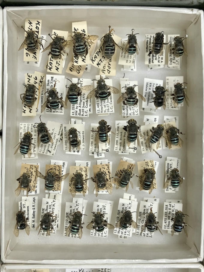 How to bee a native bee champion - CSIRO | Ento...