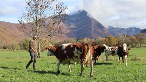 Virus Shamonda en Savoie : avortements et chute de lait inqui&egrave;tent | SCIENCES DE L' ANIMAL | Scoop.it