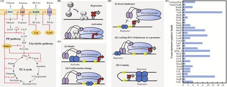 Transcriptional regulator-based biosensors for biomanufacturing in Corynebacterium glutamicum | mre | RMH | Scoop.it