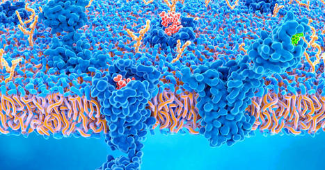 Les membranes biologiques : des structures dynamiques | Veille &Eacute;ducative - L'actualit&eacute; de l'&eacute;ducation en continu | Scoop.it