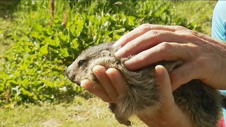 En Savoie, les marmottes plus vulnérables à cause du réchauffement climatique - France 3 Auvergne-Rhône-Alpes | Biodiversité | Scoop.it
