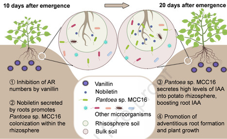 Self-alleviation of continuous cropping obstacles in potato via root exudate-driven recruitment of growth-promoting bacteria | pcm | RMH | Scoop.it