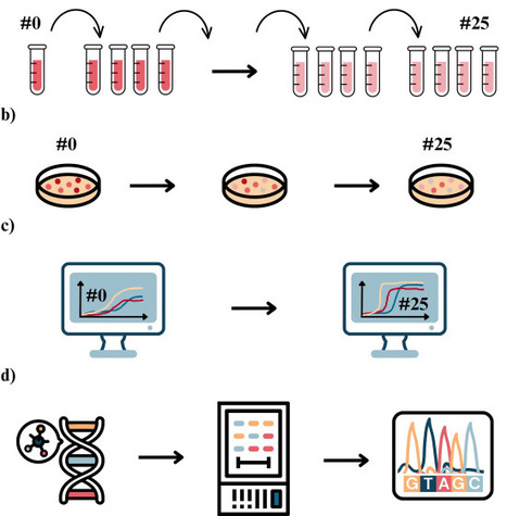 Adaptive evolution of engineered Saccharomyces cerevisiae in favored and unusual chemical environments | meg | RMH | Scoop.it