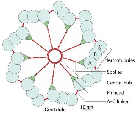centrosome structure and function