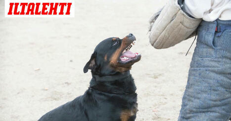 60-kiloinen rottweiler hy&ouml;kk&auml;si lasten kimppuun &ndash; Is&auml; puuttui peliin | A1Uutiset | Scoop.it