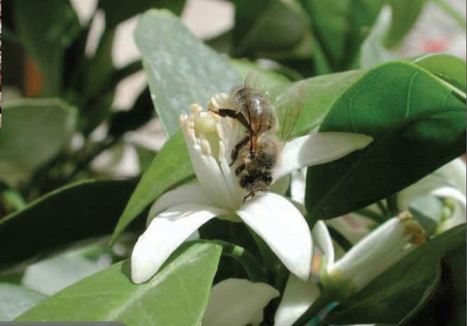 Focus recherche : Parfum d'abeilles | EntomoNews | Scoop.it