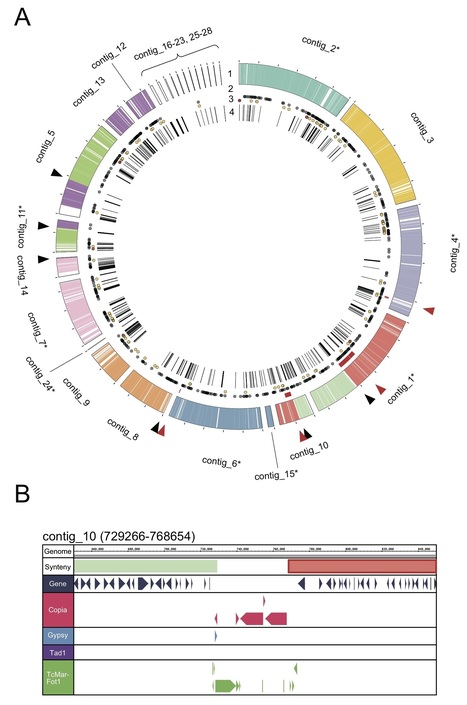 Genome Biology and Evolution: Genomic Plasticity Mediated by Transposable Elements in the Plant Pathogenic Fungus Colletotrichum higginsianum (2019) | Plant Pathogenomics | Scoop.it