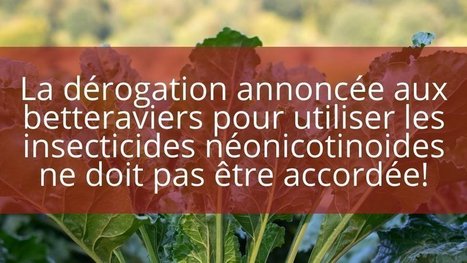 Près de 7 français sur 10 opposés aux dérogations pour les insecticides néonicotinoïdes sur les cultures de betteraves | Variétés entomologiques | Scoop.it