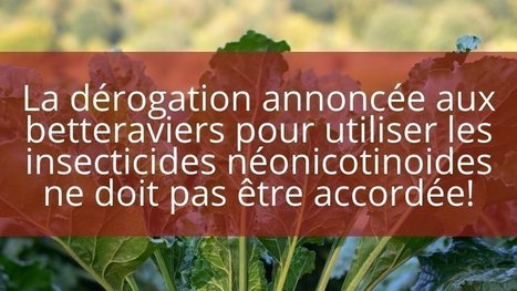 Pr&egrave;s de 7 fran&ccedil;ais sur 10 oppos&eacute;s aux d&eacute;rogations pour les insecticides n&eacute;onicotino&iuml;des sur les cultures de betteraves | Vari&eacute;t&eacute;s entomologiques | Scoop.it