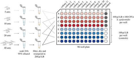 De nouvelles pistes sur les antibiotiques utilisés par les fourmis | EntomoNews | Scoop.it