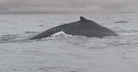 VIDÉO : une impressionnante baleine à bosse et une centaine de dauphins surprennent des pêcheurs | Biodiversité - @ZEHUB on Twitter | Scoop.it