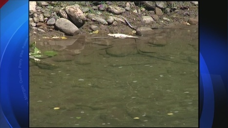 Hundreds of fish killed after accidental chemical spill in Harlan County / Wymt.tv du 02.06.2014 | Pollution accidentelle des eaux par produits chimiques | Scoop.it