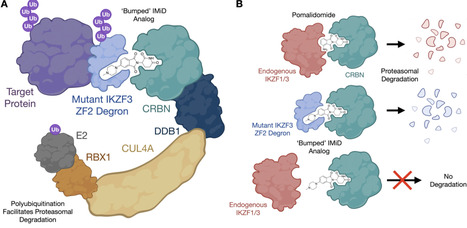 Orthogonal IMiD-Degron Pairs Induce Selective Protein Degradation in Cells | acs | RMH | Scoop.it