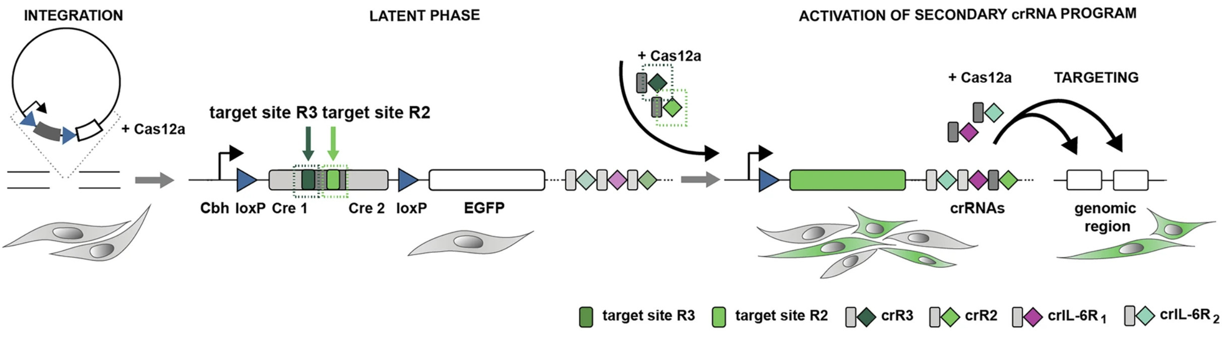 SWITCHER, a CRISPR-inducible floxed wild-type C...