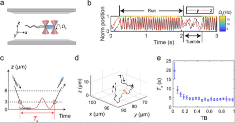 Bacteria Optimize Tumble Bias to Strategically Navigate Surface Constraints | AdvS | RMH | Scoop.it