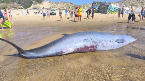 Apr&egrave;s la mort d'une baleine &eacute;chou&eacute;e &agrave; Capbreton, les analyses "tendent vers une forte probabilit&eacute; d'infection", selon un laboratoire &ndash; | Revue de presse C&eacute;tac&eacute;s | Scoop.it