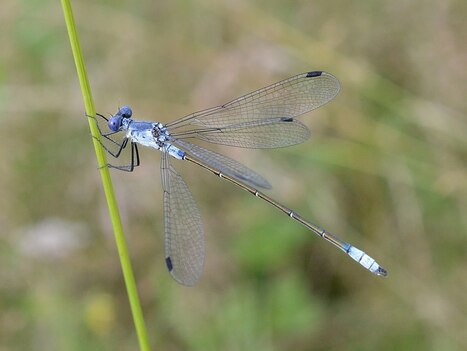 Dans les marais salants de Loire-Atlantique, 5 millions d’euros pour retrouver la biodiversité | Les Colocs du jardin | Scoop.it