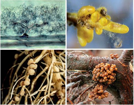 Ancestral alliances: Plant mutualistic symbioses with fungi and bacteria | Life Sciences Université Paris-Saclay | Scoop.it