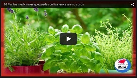 10 Plantas medicinales que puedes cultivar en casa y sus usos | PIENSA en VERDE | Scoop.it
