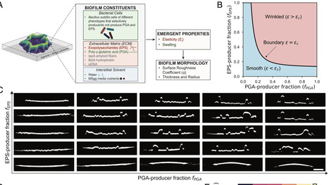 Formation of a swelling gel underlies a morphological transition in Bacillus subtilis biofilms | pnas | RMH | Scoop.it