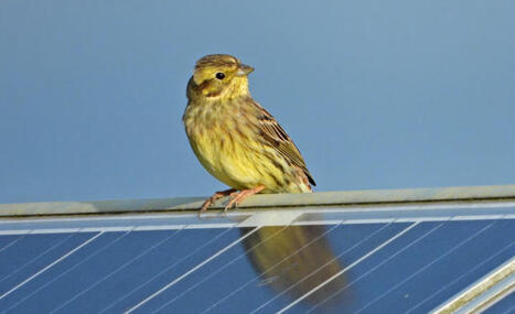 Ignore the doubters: the UK is seizing the solar opportunity – | Energy Transition in Europe | www.energy-cities.eu | Scoop.it