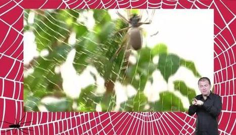 [Vidéo] Comme la soie de l'araignée | Variétés entomologiques | Scoop.it
