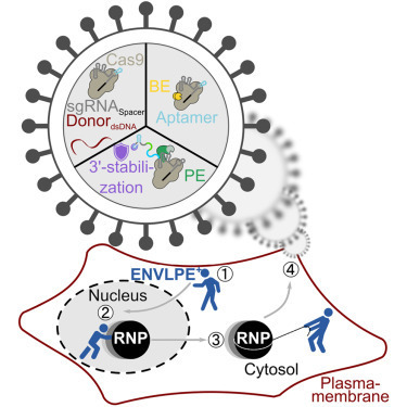 Engineered nucleocytosolic vehicles for loading of programmable editors | SynBioFromLeukipposInstitute | Scoop.it