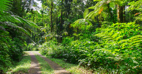 Le Tribunal de Basse-Terre interdit la chasse d'une espèce sur la base du principe de précaution | Biodiversité | Scoop.it