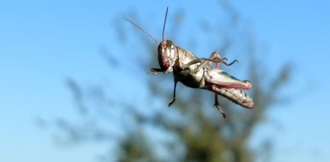 Des insectes mal nourris : L'augmentation du taux de CO2 rend les plantes moins nutritives, ce qui nuit aux populations d'insectes | EntomoNews | Scoop.it