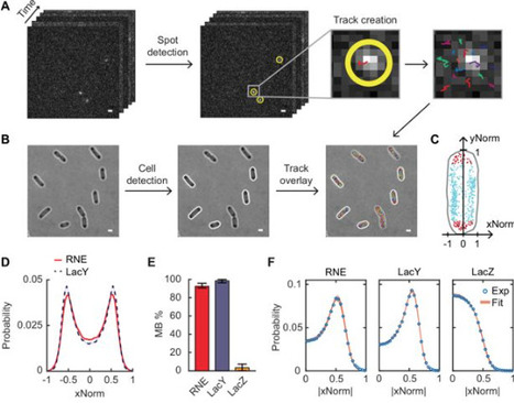 Roles of the membrane-binding motif and the C-terminal domain of RNase E in localization and diffusion in E. coli | eLife | RMH | Scoop.it