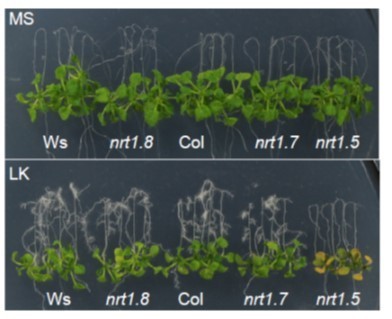 NRT1.5/NPF7.3 functions as a proton-coupled H+/K+ antiporter for K+ loading into the xylem in Arabidopsis | The Plant Cell | Scoop.it