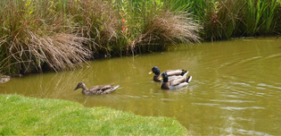Notre-Dame-de-Bliquetuit. Des travaux pour restaurer une mare près de la route du pont de Brotonne | Une semaine d'actu - Newsletter de veille de l'AURH | Scoop.it