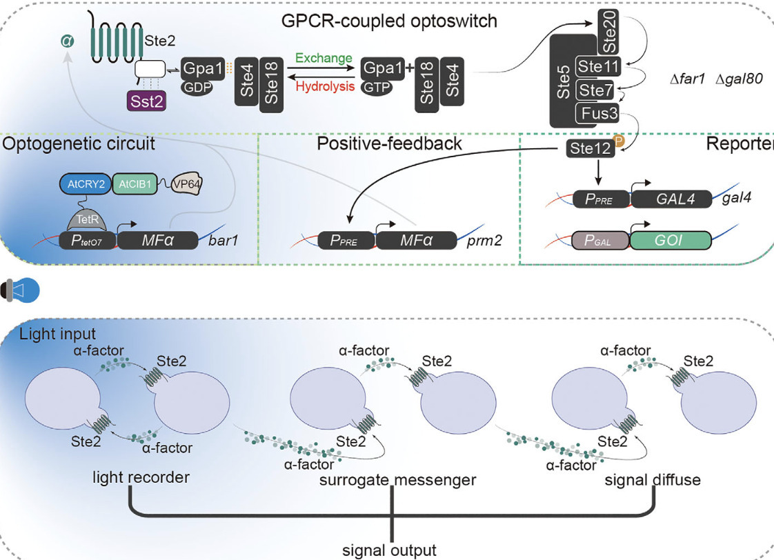 Engineered Optogenetic Circuits In Yeast with S...
