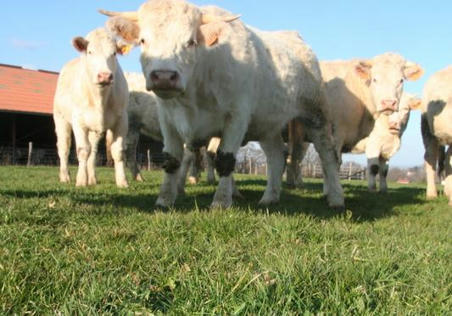 PAC : les différentes options sur la table pour les éleveurs bovins viande | Actualité Bétail | Scoop.it