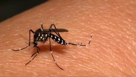 Chikungunya : utiliser le "malathion", un insecticide toxique ? Dilemme en Guyane | Toxique, soyons vigilant ! | Scoop.it