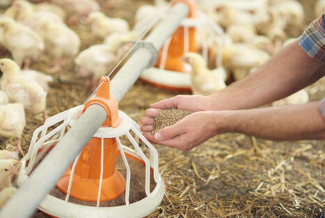 Enhancing Feed Extrusion with Anderson’s Expander-Extruder-Cooker™ | Procédés | Scoop.it