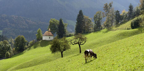 Patrimoine: la vache fribourgeoise a disparu des pâturages | Actualité Bétail | Scoop.it