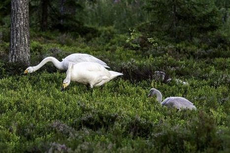 Joutsenperheen kanssa mustikassa | 1Uutiset - Lukemisen tähden | Scoop.it