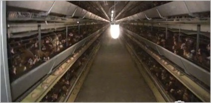 Les poulets de la honte | Toxique, soyons vigilant ! | Scoop.it