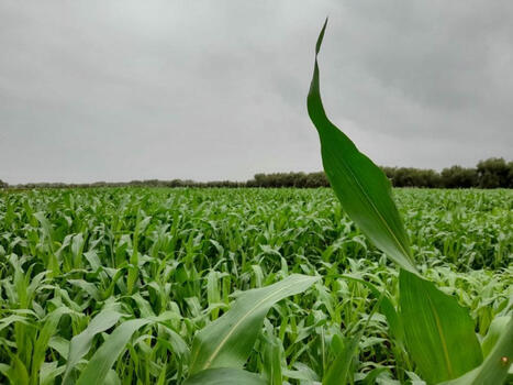 MAROC : Le détail des nouvelles mesures pour la campagne agricole 2024-2025 | MED-Amin network | Scoop.it