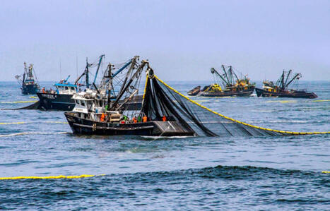 PERU: Media reports second anchovy season likely to be cancelled amid El Ni&ntilde;o | Revue de presse - Club DEMETER | Scoop.it