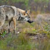 Le loup est-il présent en Loire-Atlantique ? Une cellule de veille a été ouverte - France 3 régions | Agriculture en Pays de la Loire | Scoop.it