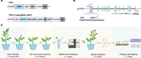 Virus induced transgene- and tissue-culture free heritable genome editing in tomato | brvp | RMH | Scoop.it